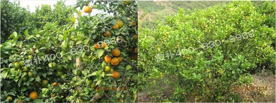 微補(bǔ)由國(guó)際植物營(yíng)養(yǎng)專(zhuān)家領(lǐng)銜的微肥企業(yè),40年微肥經(jīng)驗(yàn),針對(duì)80多種農(nóng)作物,有100多個(gè)微肥產(chǎn)品,涵蓋葉面肥,沖施肥,水溶肥等.咨詢(xún)熱線(xiàn):400-830-9966微補(bǔ)系列微肥,質(zhì)量好,肥效高,見(jiàn)效快,后勁大,無(wú)公害.