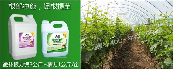 葡萄萌芽期如何預防倒春寒？