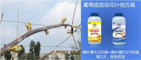 獼猴桃萌芽期如何施肥，才能促進萌芽齊、萌芽壯？
