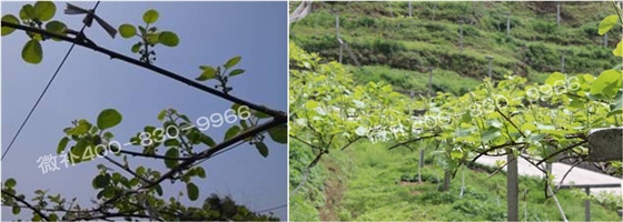 獼猴桃萌芽期如何施肥，才能促進萌芽齊、萌芽壯？