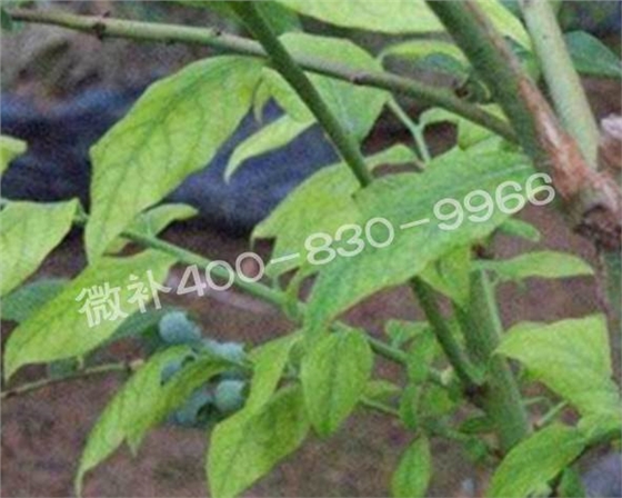 藍(lán)莓黃葉是缺素還是病害？
