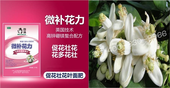 蜜柚促花壯花除了補(bǔ)磷還需要補(bǔ)硼鋅？