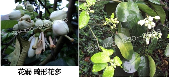 蜜柚促花壯花除了補(bǔ)磷還需要補(bǔ)硼鋅？