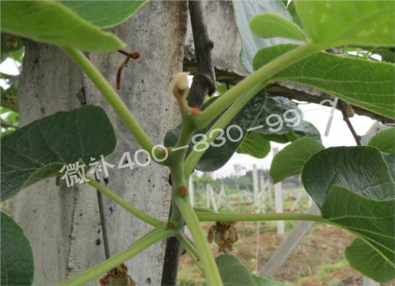 獼猴桃缺鈣對(duì)抽梢開花有什么影響？