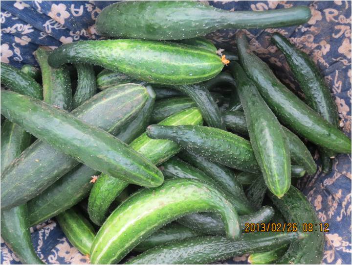 #微肥課堂#黃瓜味苦，天氣or肥料，到底誰(shuí)之過(guò)？