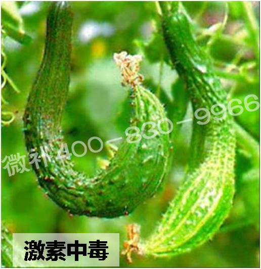 #微肥課堂#葉面肥含激素好嗎？