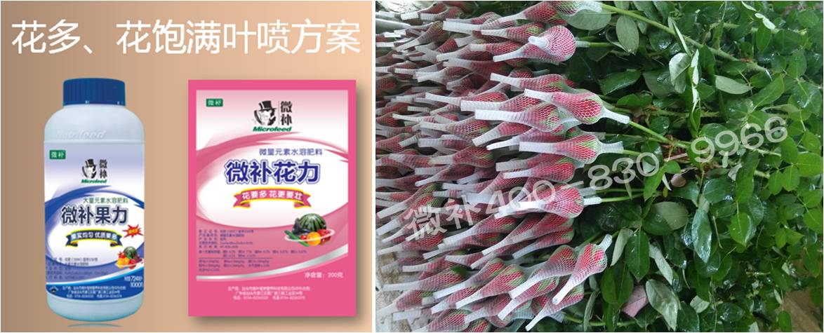 花卉也需要微補(bǔ)嗎？
