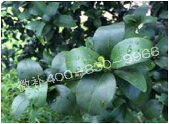 柑橘春梢弱，難抽發(fā)，到底是什么原因？