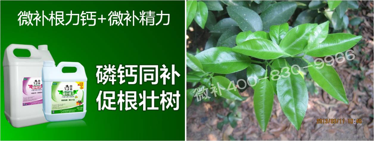 柑橘春梢弱，難抽發(fā)，到底是什么原因？