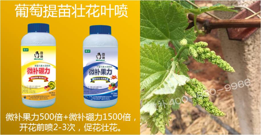 葡萄萌芽期如何預(yù)防倒春寒？
