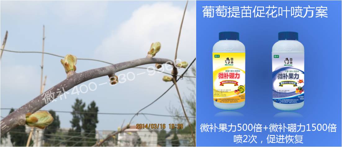 獼猴桃萌芽期如何施肥，才能促進萌芽齊、萌芽壯？