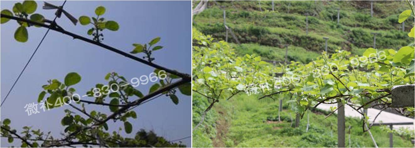 獼猴桃萌芽期如何施肥，才能促進萌芽齊、萌芽壯？