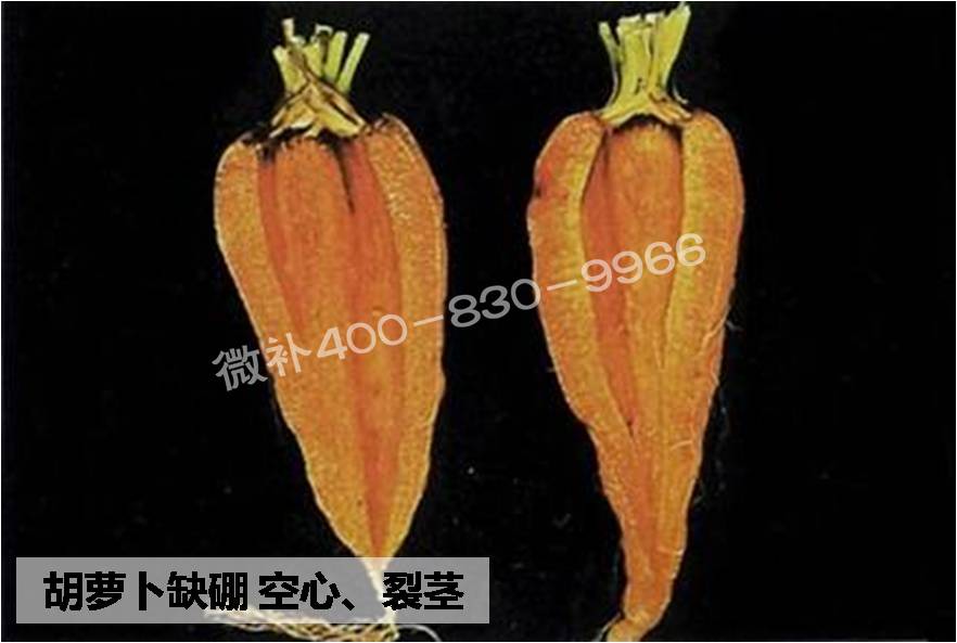 大田作物缺硼，就用高生物活性海藻液體硼，補硼更有效！