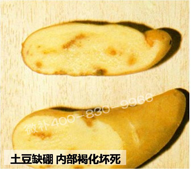 大田作物缺硼，就用高生物活性海藻液體硼，補硼更有效！