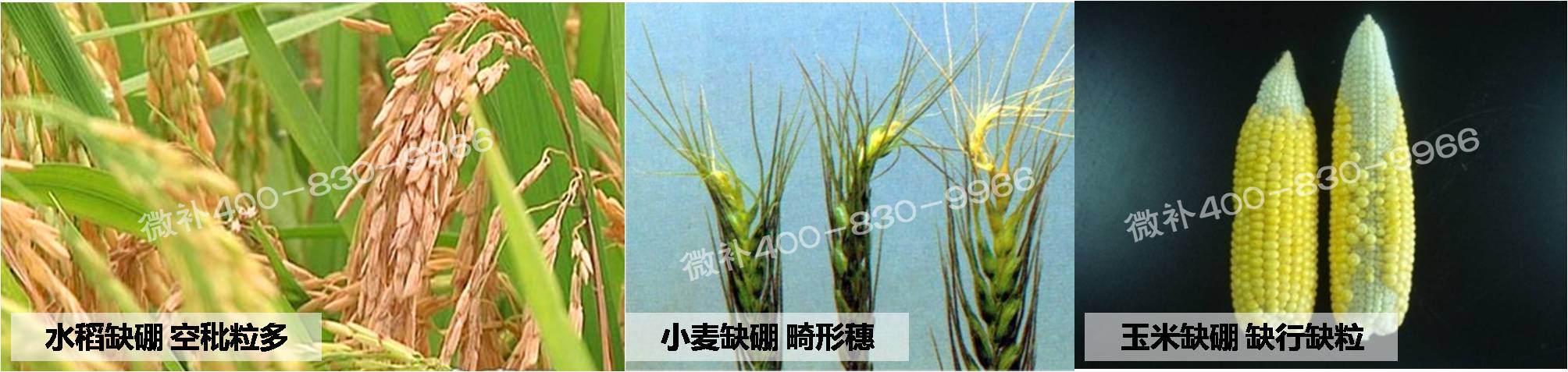 大田作物缺硼，就用高生物活性海藻液體硼，補硼更有效！