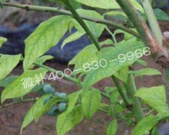 藍莓黃葉是缺素還是病害？