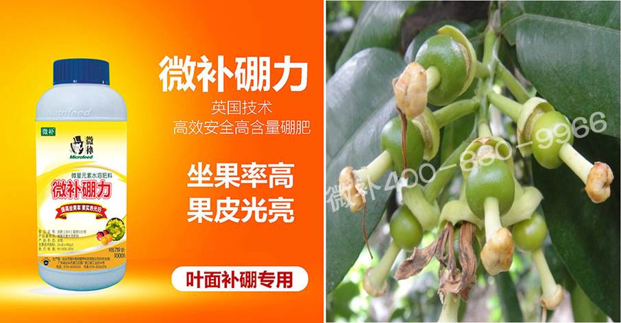 蜜柚促花壯花除了補(bǔ)磷還需要補(bǔ)硼鋅？