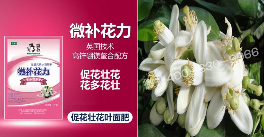 蜜柚促花壯花除了補(bǔ)磷還需要補(bǔ)硼鋅？