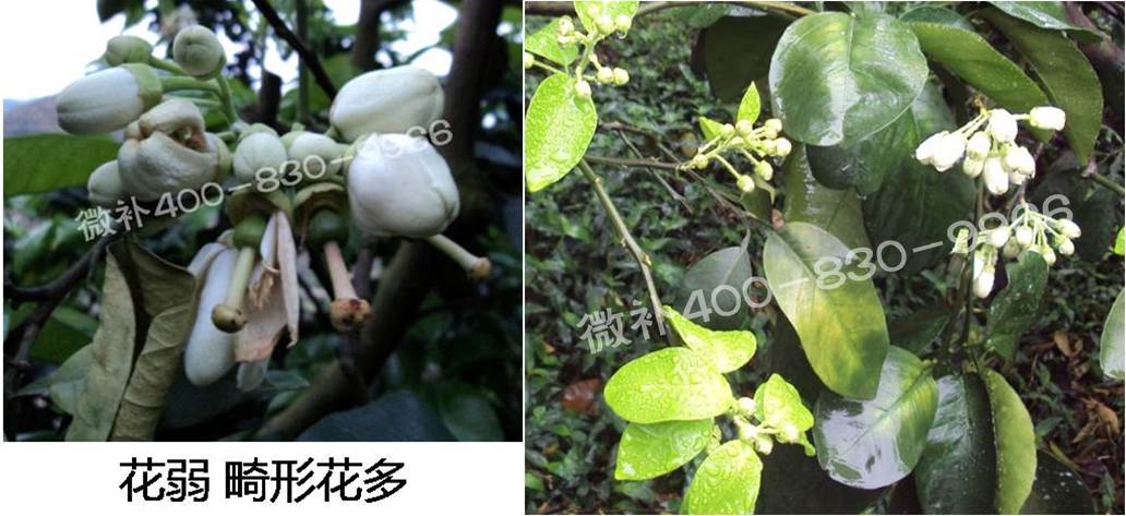 蜜柚促花壯花除了補(bǔ)磷還需要補(bǔ)硼鋅？