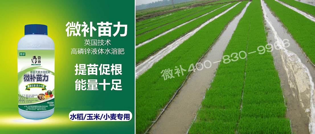 水稻黃秧、爛秧怎么辦？