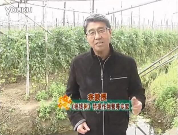 20160307珠江臺搖錢樹：天冷蔬菜有價卻無產(chǎn)？用微補方案苗壯保葉有產(chǎn)！