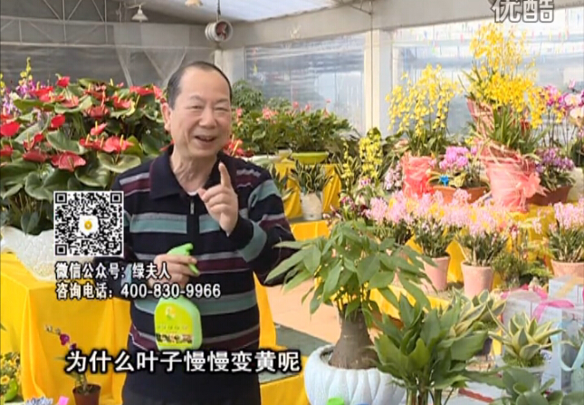 20160307珠江臺搖錢樹：陰生植物也不好種，黃葉多長勢弱？用綠夫人來呵護