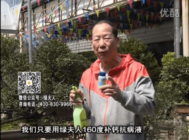 ?20160321珠江臺搖錢樹：盆栽花卉用綠夫人160度補鈣抗病液，低溫陰雨天長勢壯、抗病好