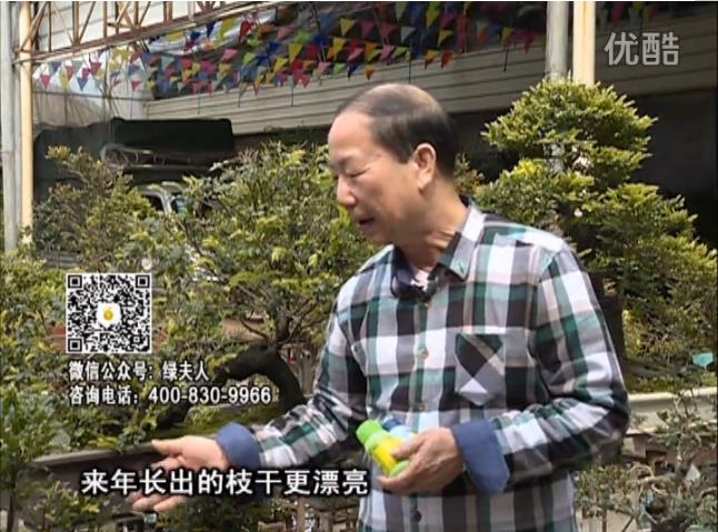 通叔親自體驗，盆景凍后用綠夫人營養(yǎng)液抽芽恢復(fù)好