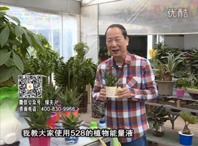 20160425珠江臺搖錢樹：室內(nèi)綠植用綠夫人營養(yǎng)液，補充營養(yǎng)健康又環(huán)保