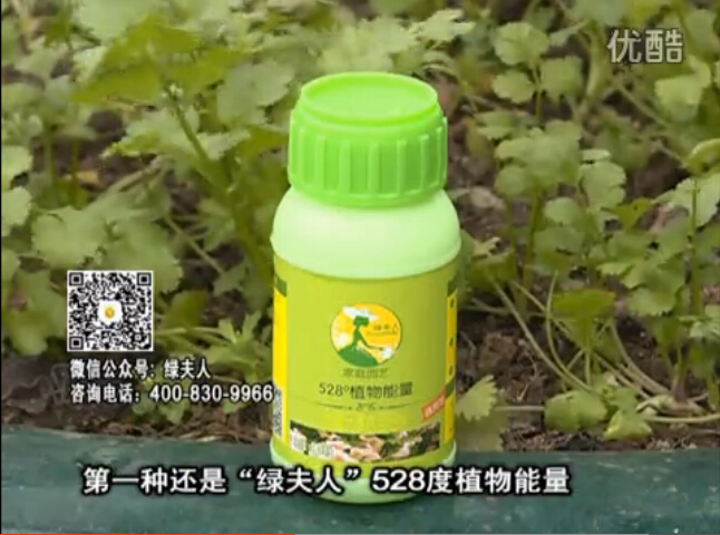 20160502珠江臺搖錢樹：家庭小院種蔬菜，用綠夫人營養(yǎng)液長勢好
