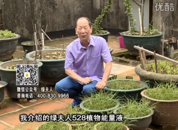 20160509珠江臺搖錢樹：天臺種葉菜用綠夫人營養(yǎng)液，抗病好、長勢綠