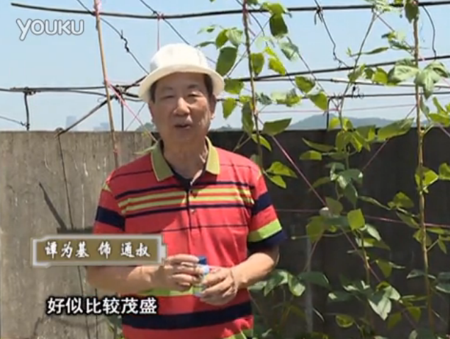 20160530珠江臺搖錢樹：天臺種豆角用綠夫人160度補鈣抗病液，長勢壯，幫助開花坐果