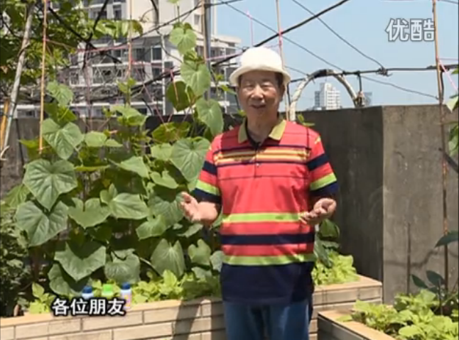 20160606珠江臺搖錢樹：天臺節(jié)瓜想開花坐果好，用綠夫人600度鮮花液，補充營養(yǎng)長瓜靚