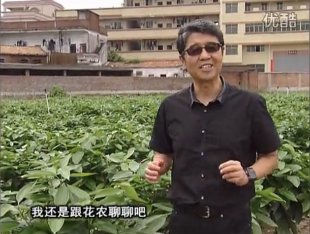 20160606珠江臺(tái)搖錢樹：觀葉植物用微補(bǔ)方案，壯根提長(zhǎng)、保葉抗病好！