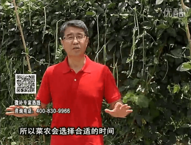 20160718珠江臺(tái)搖錢樹：瓜果蔬菜用微補(bǔ)水肥方案，結(jié)果多、有產(chǎn)量