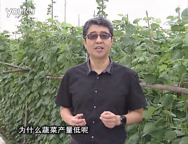 20160502珠江臺(tái)搖錢樹：雨水天多蔬菜漚根沒產(chǎn)怎么辦？撒微補(bǔ)倍力，噴花力+果力，提高坐果產(chǎn)量