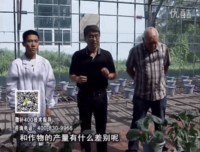 20160829珠江臺搖錢樹：微補溫室實驗：大量元素水溶肥pk添加中微量元素的差距！