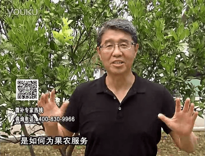 20160912珠江臺搖錢樹：針對果場面積、缺素營養(yǎng)、設施管理、投入產出，微補做個性化定制服務