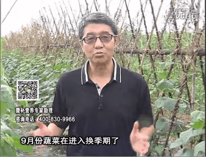 20160926珠江臺(tái)搖錢樹：換季蔬菜淋根力鈣精力促根壯長(zhǎng)，淋微補(bǔ)調(diào)力調(diào)酸減少病害