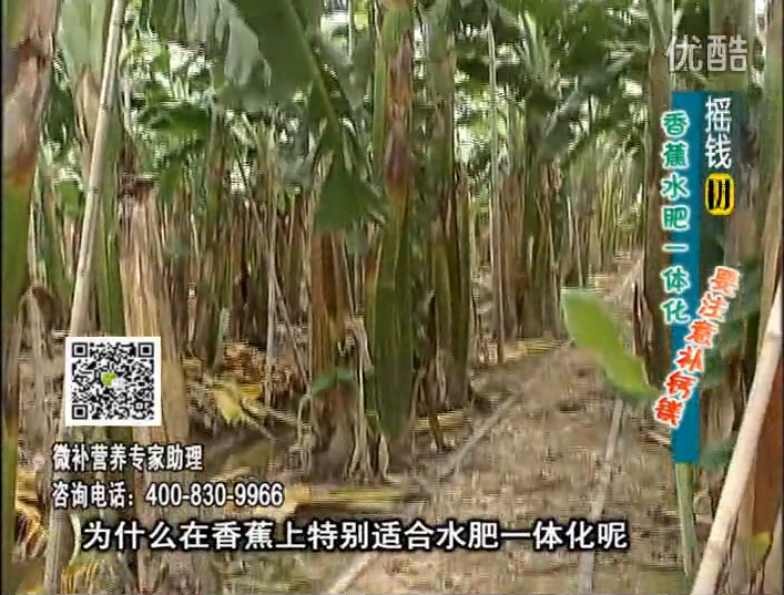 20161107珠江臺搖錢樹：香蕉水肥一體化，用微補(bǔ)方案科學(xué)施肥