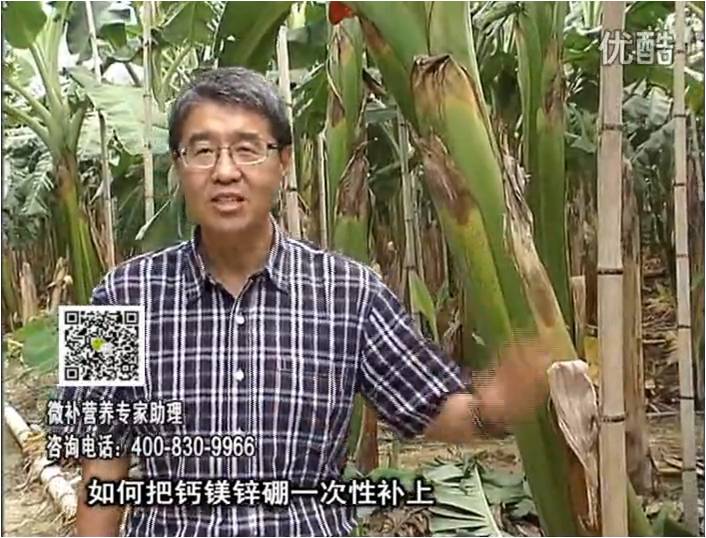 20161121珠江臺搖錢樹：香蕉撒施微補(bǔ)倍力，促根壯長、預(yù)防黃葉、提高產(chǎn)量