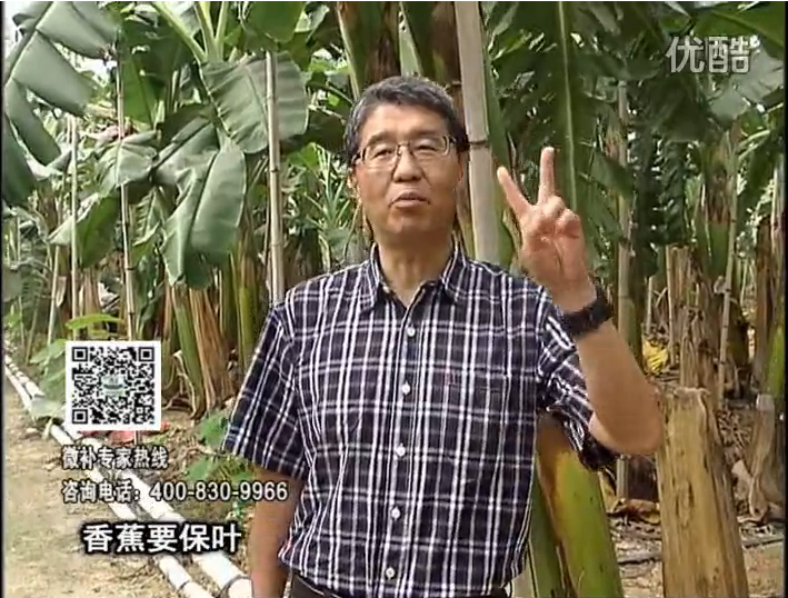 20161128珠江臺搖錢樹：香蕉用微補(bǔ)方案，預(yù)防減少黃葉、抽蕾膨蕉好