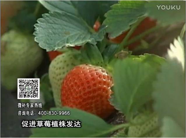 20161219珠江臺搖錢樹：草莓如何壯長、果大品質(zhì)高？