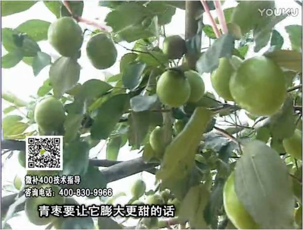 20161226珠江臺搖錢樹：青棗用微補方案，健壯長勢，提高來花坐果