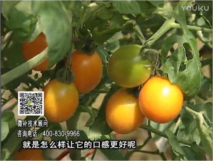 20170102珠江臺(tái)搖錢樹：番茄臍腐病、裂果、抗凍如何做？澆施微補(bǔ)根力鈣+精力，葉噴微補(bǔ)葉面肥