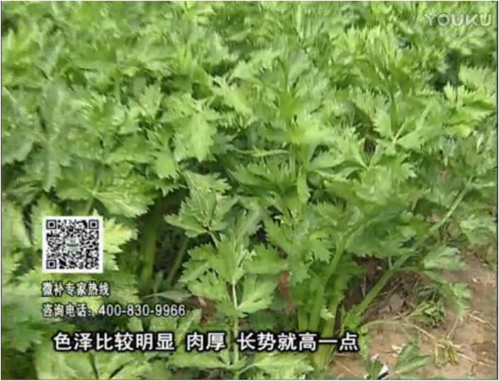 20170109珠江臺(tái)搖錢樹：葉菜如何種？長(zhǎng)勢(shì)好又高產(chǎn)！