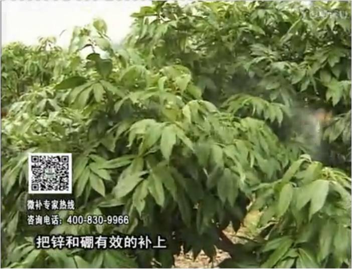 20170213珠江臺搖錢樹：荔枝噴施微補(bǔ)花力+硼力，補(bǔ)充鋅硼健壯來花