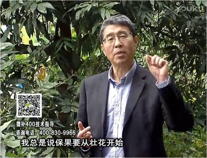 珠江臺搖錢樹：荔枝來花少更要做好壯花，提高坐果，葉噴微補(bǔ)花力+硼力，補(bǔ)鋅