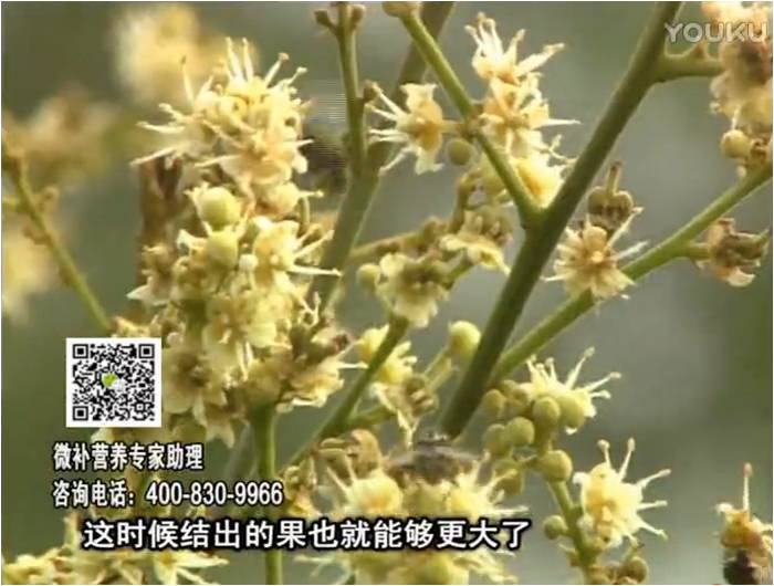 珠江臺搖錢樹：龍眼淋沖微補(bǔ)根力鈣+沖力鎂，促根保樹