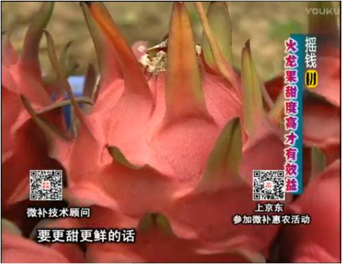 20170417珠江臺搖錢樹：火龍果用微補(bǔ)方案，開花坐果好，提高品質(zhì)